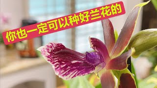 来搅局了！频道一周年，感谢大家的抬爱！正式进军兰花王国（园艺篇200）