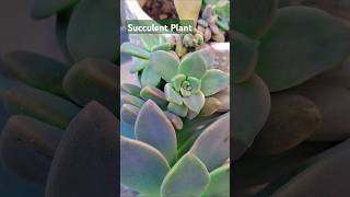 Water Storing Succulent || सकलेंट का पौधा || Meenakshi House Garden