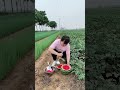 super viral video watermelon chor