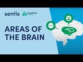 Areas of the brain
