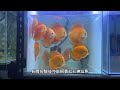 七彩神仙魚飼養入門 introduction to discus fish keeping