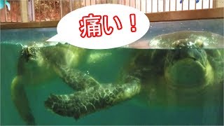 【越前松島水族館】殴られる亀