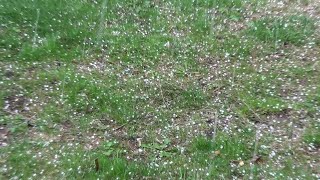 Graupel 'Hail' Shower 1