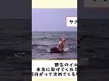 優しい世界 2ch動物スレ funnyanimal animals 動物 ゆっくり解説 爆笑 面白い animal funny