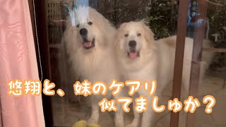 《シェリ＆ケアリが来たよ》 ピレバニ グレートピレニーズ