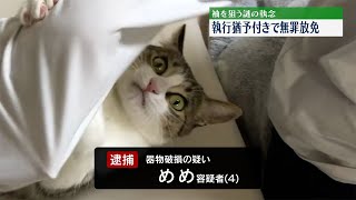 【逮捕速報】トレーナーを襲撃する猫を現行犯逮捕！かわいすぎる犯行の全貌とは？