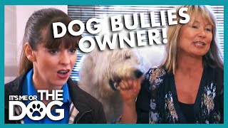 Labradoodle Bullies his Owner and her Cat! | It's Me or The Dog