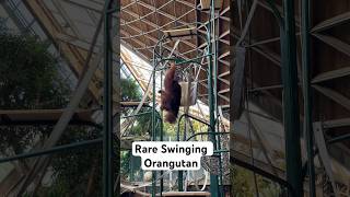 Rare Swinging Orangutang - Toronto Zoo