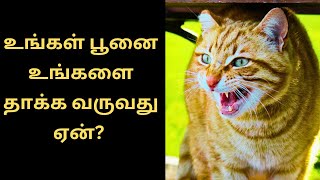 உங்கள் பூனை உங்களை தாக்க வருவது ஏன்? Why cat suddenly aggressive toward you?