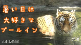 水浴と人間観察が大好きなメイ/泳ぎが得意/アムールトラ/旭山動物園