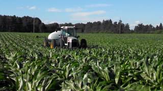 White 120 in tall corn