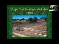 webinar proper tree planting in the urban forest