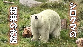 まんまるリラちゃんを見ながらシロクマの将来を考えてみる🐻‍❄️