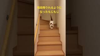 階段降りれるようになったもじもじ