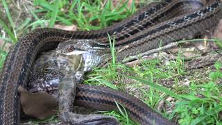 20230823 1303 奈良公園 【閲覧注意・捕食】シマヘビ・ウシガエル