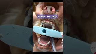 Your DOG Could Need BRACES?! 😮🦷