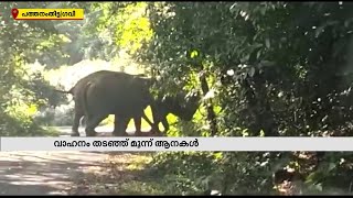 ഗവി വനമേഖലയിൽ ഗതാഗത തടസ്സമുണ്ടാക്കി ആനകൾ| Mathrubhumi News