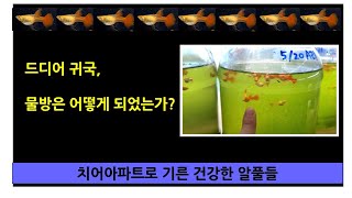 3개월만의 물방복귀~ 구피들은 잘자라고 있을까?