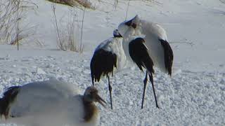 8 best days out in Winter Hokkaido #5 Tancho, the red crowned crane of Kushiro