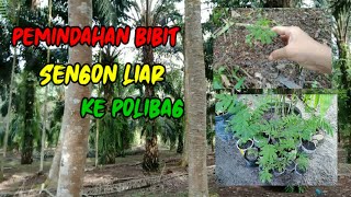 PEMINDAHAN BIBIT SENGON LIAR KE POLIBAG