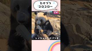 竹筒はコロコロする派!?レイちゃん🐼✨2025/1/31🍒 #shorts #panda #上野動物園