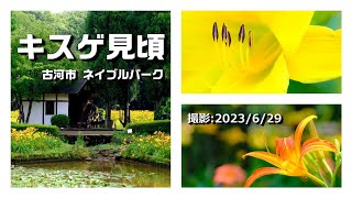 2023キスゲ群生が見頃【ネーブルパーク】（茨城県古河市）