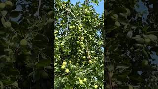 The Jujube Fruit Dilemma: Heavy Fruiting and Trunk Finding Balance #jujubefruit #trunk #shorts