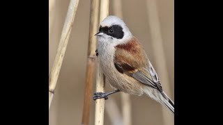 Eurasian Penduline Tit