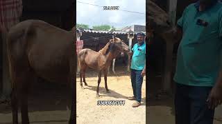 Low Budget பெண் குட்டி குதிரை விற்பனைக்கு #horse #filly #availableforsale #goodquality #cheapprice