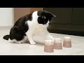 Cat plays SHELL GAME