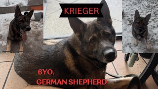 KRIGER 6YO GSD | E-COLLAR OBEDIANCE TRAINING |