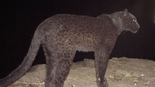 The Real Black Panther - Black Leopard Spotted in Kenya