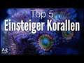 Top 5 Einsteiger Korallen für dein Meerwasser Aquarium | AquaOwner