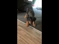 angry rottweiler puppy short shorts