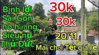 20-11-2024☎️0987353953🌲mai vàng giá rẻ cả nhà ủng hộ