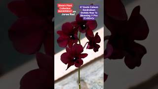 47 Exotic Colours Dendrobium Orchids Near To Blooming Size 11Pcs ₹1499+Cc #viral #shorts #orchid