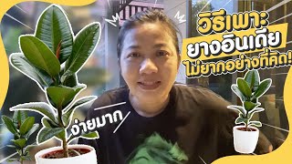 SUANSOM EP.12 | เทคนิควิธีเพาะ ยางอินเดีย ไม่ยากอย่างที่คิด