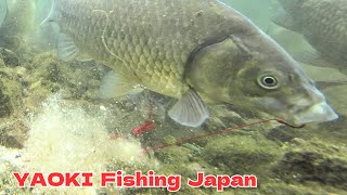 [Underwater fishing] Carp fishing in the weeds