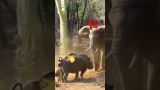 🤢🤢 RHINO VS ELEPHANTE 🤢🤢WILD ANIMAL