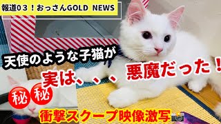 生後4ヶ月⁉️おもしろ動画👀⁉️ラグドールの子猫の衝撃スクープ映像㊙️📸