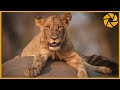 Into The Okavango Delta - A Botswana Safari Adventure I Wildlife Photography