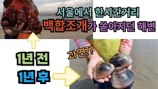 서울에서 한시간거리 백합조개가 쏟아지던 해변 그후 1년