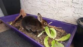 How to Regrow Your Own Rabbit Food