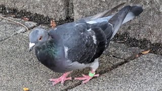 野良になったレース鳩　脚環 緑　（新浦安駅前にて）