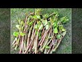 แกงเทโพผักบุ้งฝรั่งหมูสามชั้น japanese knotweed หาผักบุ้งเปรี้ยวก่อนจะถูกฝรั่งกำจัดมันคือวัชพืชไง