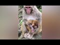 so funny baby monkey wants to play but mother monkey doesn t allow 🤣