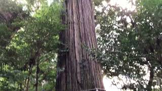 【樹齢1300年🌲】出雲市のパワースポット！須佐神社⛩