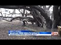 Lahaina's iconic banyan tree showing signs of life 3 weeks after devastating fire