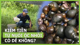 Nuôi ốc nhồi có dễ kiếm tiền hay không? | VTC16