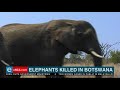 Elephants killed in Botswana